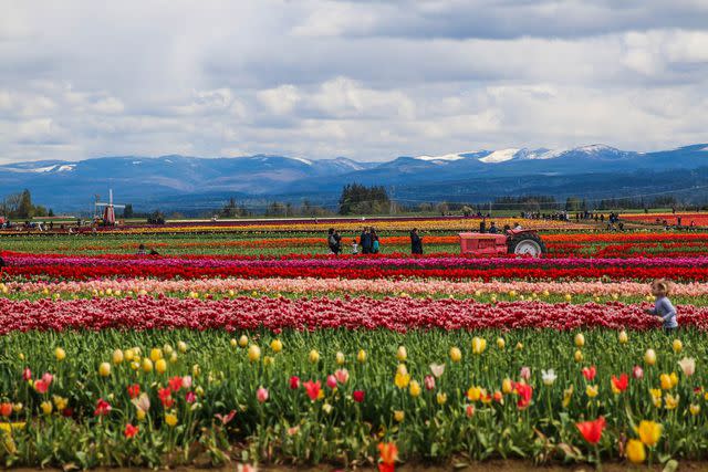 <p>Courtesy of Wooden Shoe Tulip Farm</p>