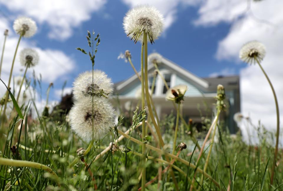 Grass and dandelions grow tall during Appleton's No Mow May initiative.