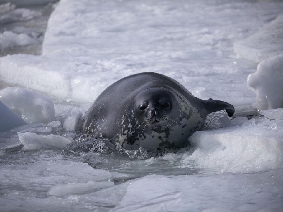 A Weddell seal is seen on a block of ice floating on water.