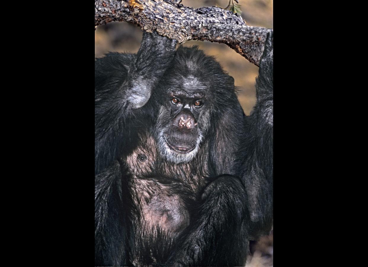 Booie, a chimpanzee that kicked a smoking habit and used sign language to beg for candy, died at the age of 44 at a California animal refuge in mid-December.