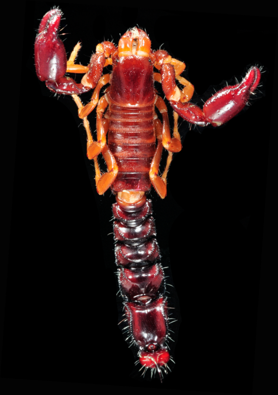 A preserved Troglotayosicus akaido, or akaido scorpion.