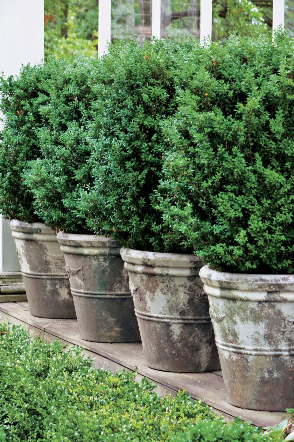 Boxwoods