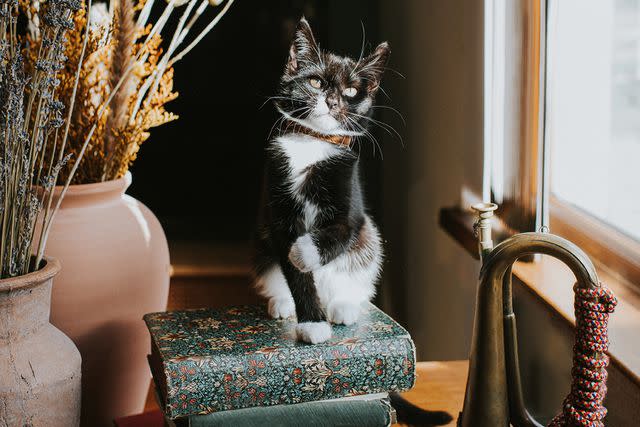 <p>Catherine Falls Commercial/Getty</p> A stock photo of a black and white cat sitting on a pile of books.