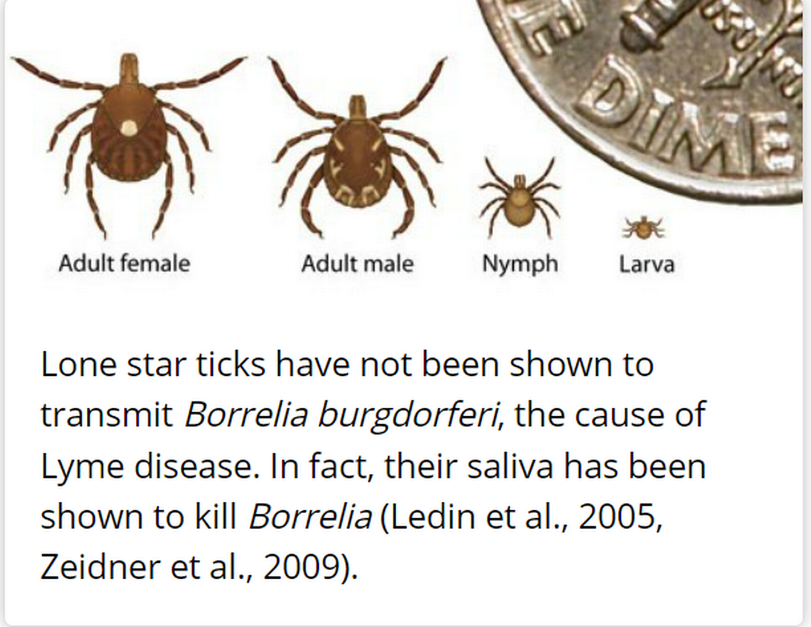 This graphic shows a lone star tick at each stage of its development, sourced from the U.S. Centers for Disease Control and Prevention.