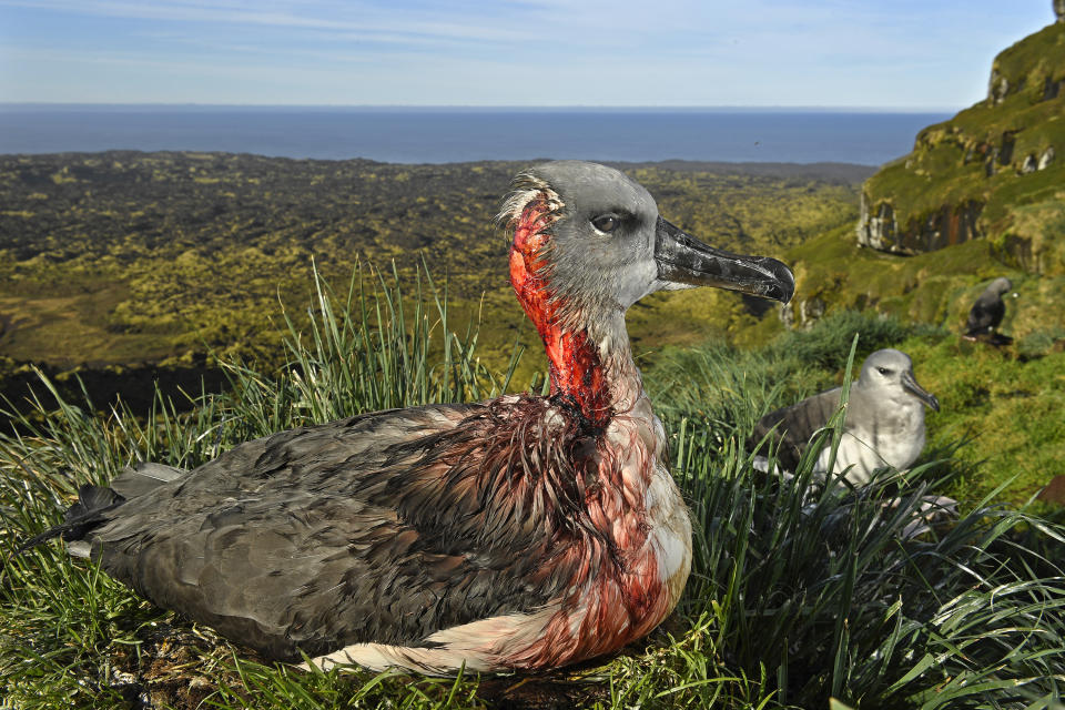 <p>Attack of the zombie mouse: A juvenile gray-headed albatross on Marion Island, South African Antarctic Territory, is left injured after an attack by mice from an invasive species that has begun to feed on living albatross chicks and juveniles, May 1, 2017.<br>Mice were introduced to the island by sealers in the 1800s and co-existed with the birds for almost 200 years. In 1991, South Africa eradicated feral cats from Marion Island, but a subsequent plan to do the same to the mouse population failed to materialize. An expanding population and declining food sources led the abnormally large mice to attack albatrosses and burrowing petrels. An environmental officer has now been appointed to monitor the mouse population and conduct large-scale poison bait trials. (Photo: Thomas P. Peschak) </p>