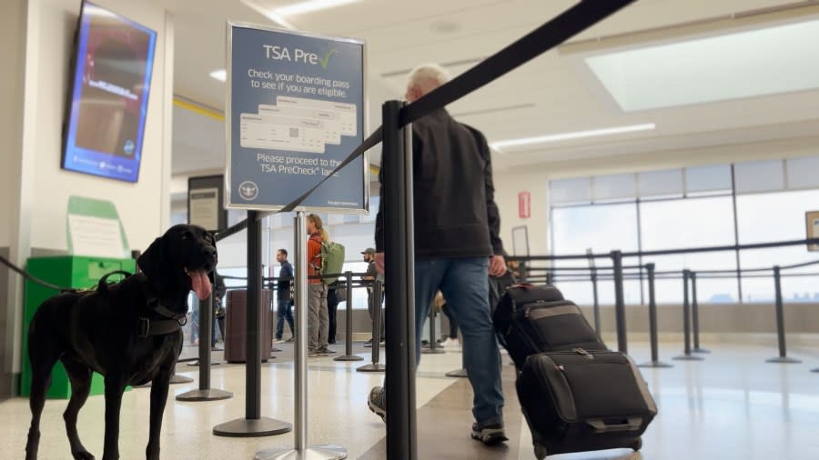 When going through TSA precheck at the Colorado Springs Airport, K-9 Donut is on guard as each passengers walks by.