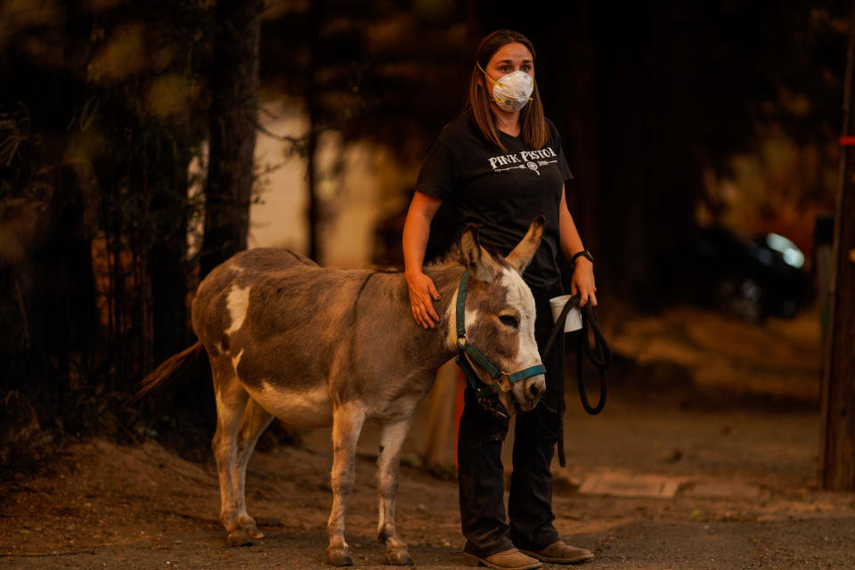 Jessie Whitman off Napa Valley with a donkey that was being rescued during the Glass Fire.  (Photo: Kent Nishimura via Getty Images)