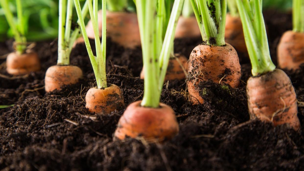  Carrots growing in soil 