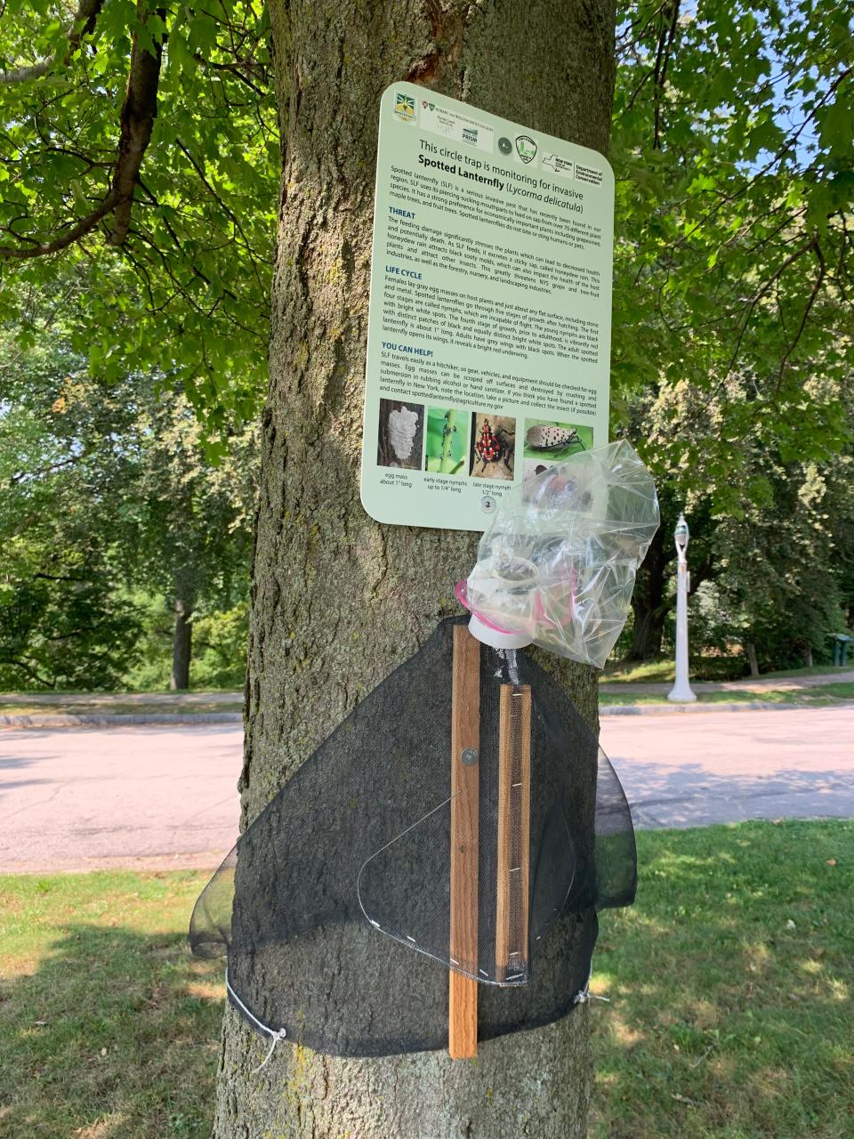 A circle trap is seen on a tree in Highland Park, monitoring for spotted lanternflies in this Aug. 29, 2021 file photo.