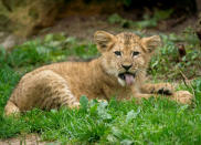 December 24: Rude Lion Cub by PhotoAddickt. 'This little four month old cub is a good little prince. I asked him nicely to pose for a picture -and this is what told me.'