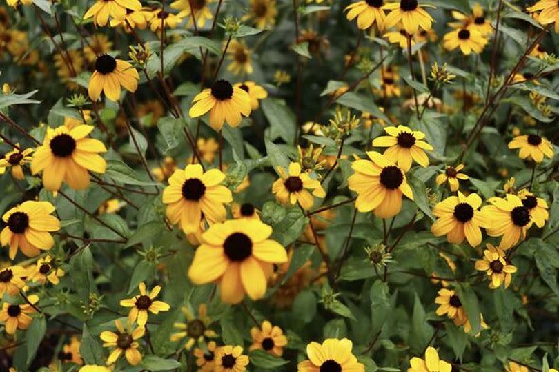Yellow flowers. Black eyed susan. Nature