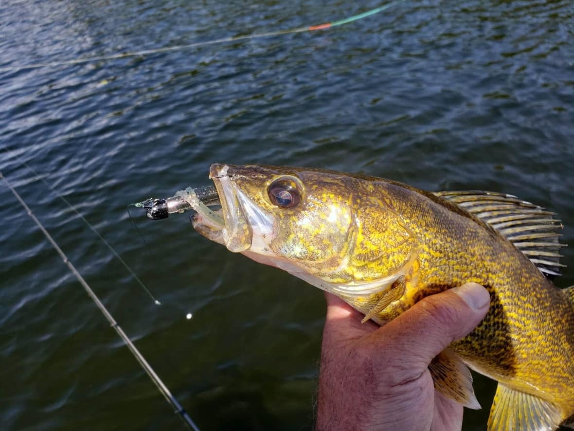 A walleye is seen in this photo from 2022. The Ministry of Natural Resources and Forestry says it's fined an Ottawa angler $10,000 after he far exceeded the legal limit during a fishing trip to northern Ontario. (Gord Ellis/CBC - image credit)