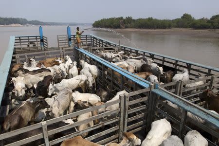 A man cools cattle on a beached boat in the Amazon river, in the city of Manaus, Brazil, October 26, 2015. REUTERS/Bruno Kelly