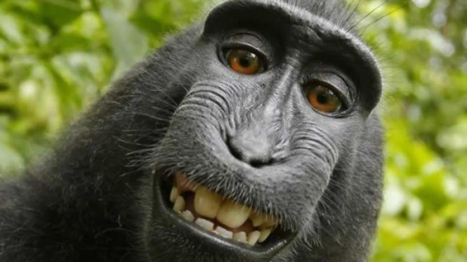Gerichtsbeschluss: Selfie-Affe kann nicht klagen