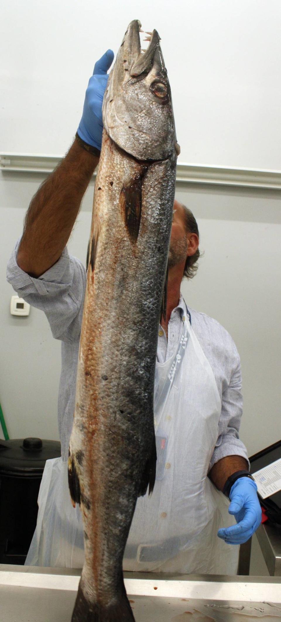 The first great barracuda caught in the Azores.