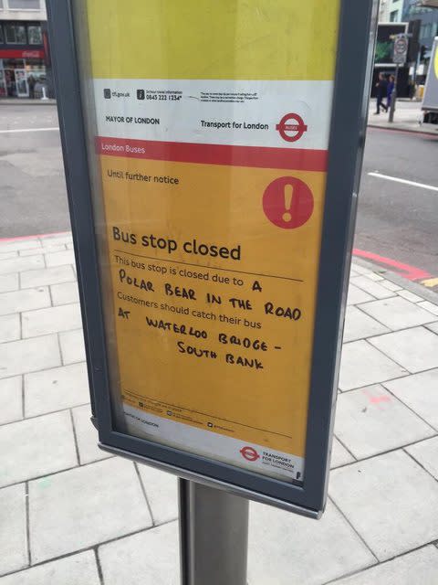 London Bus Stop Closed Due To Polar Bear In The Road Yahoo Sports