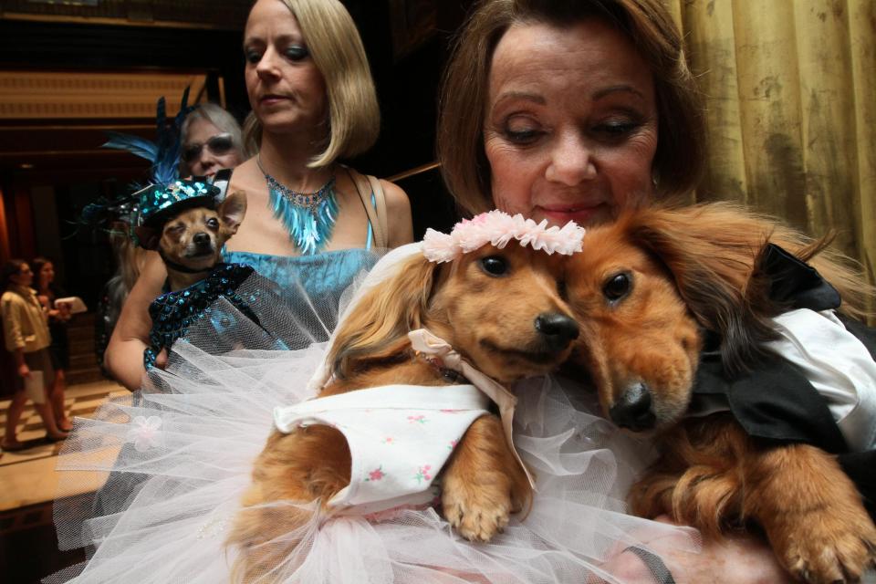 Dachshunds dressed for the occasion, Dee Dee, foreground left, and her cousin Clifford, foreground right, are held by their owner Valerie Diker, as they and other dogs and people wait for the start of the most expensive wedding for pets Thursday July 12, 2012 in New York. The black tie fundraiser, where two dogs were "married", was held to benefit the Humane Society of New York. Dee Dee and Clifford were part of the wedding party. (AP Photo/Tina Fineberg)