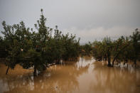 Apple trees stand in floodwaters Monday, Oct. 14, 2019, in Hoyasu, Japan. Rescue crews in Japan dug through mudslides and searched near swollen rivers Monday as they looked for those missing from a typhoon that left as many as 36 dead and caused serious damage in central and northern Japan. (AP Photo/Jae C. Hong)