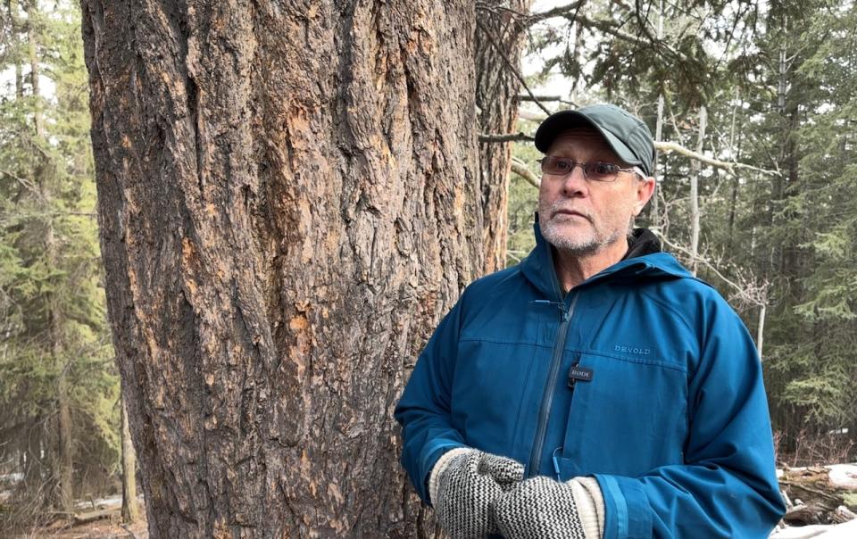 According to arborist Kevin Lee, native trees such as Douglas firs thrive much better on the west side of the city than species introduced from warmer climates.