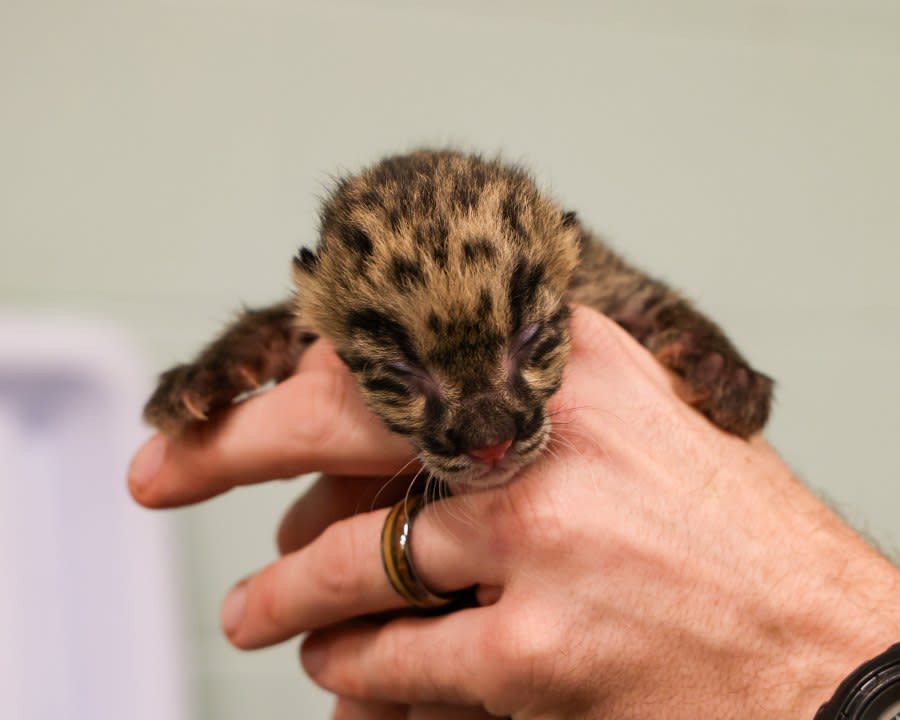 A new clouded leopard cub was born at the Nashville Zoo on Sept. 7. (Courtesy: Nashville Zoo)