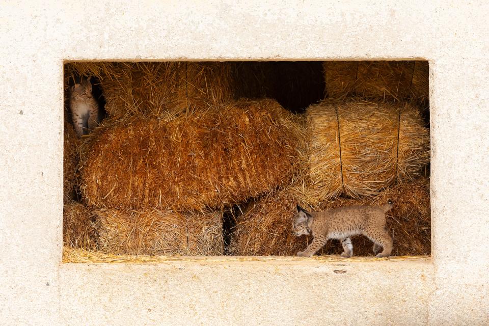 Two Iberian lynx kittens, Quijote and Queen, play in the abandoned hayloft where they were born in Sierra Morena, SpainSergio Marijuan Campuzano/Wildlife Photographer of the Year