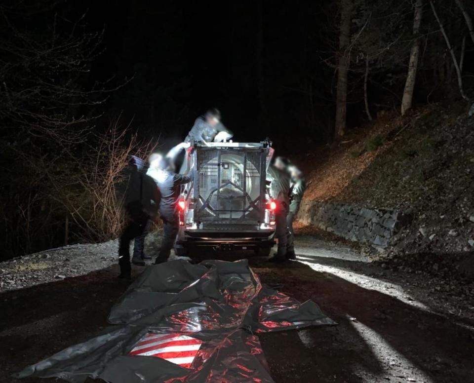The capture of Jj4 in Val Meledrio by the Trentino Forest Service. / Credit: Province of Trentino