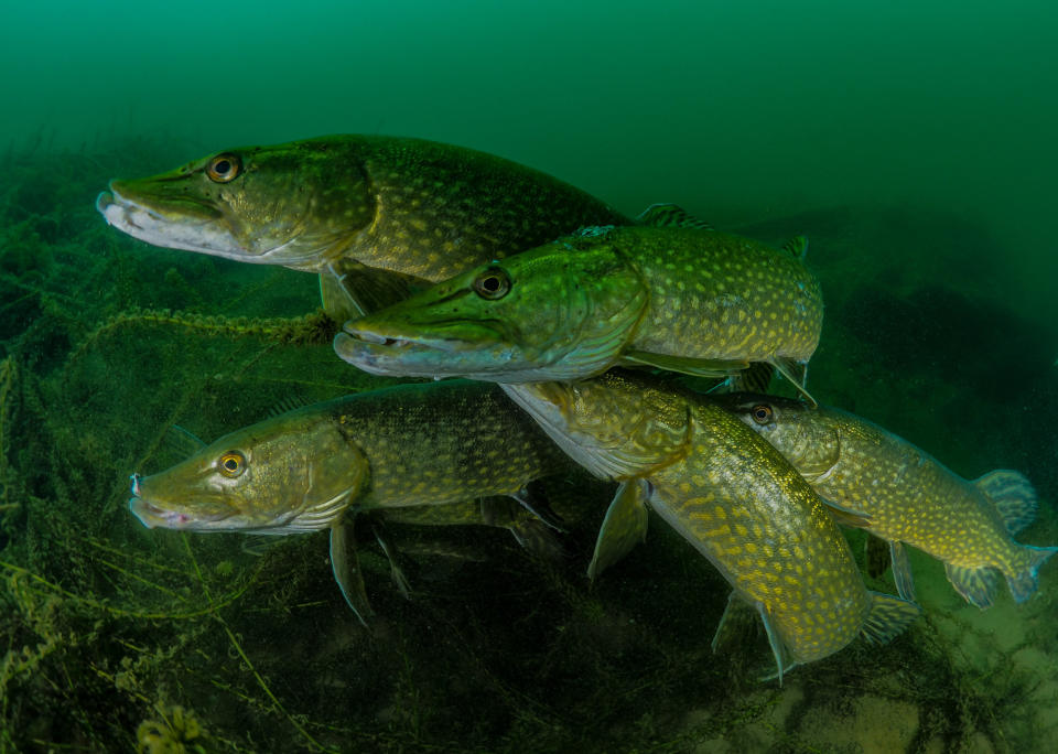 <strong>"How many pike?"</strong>