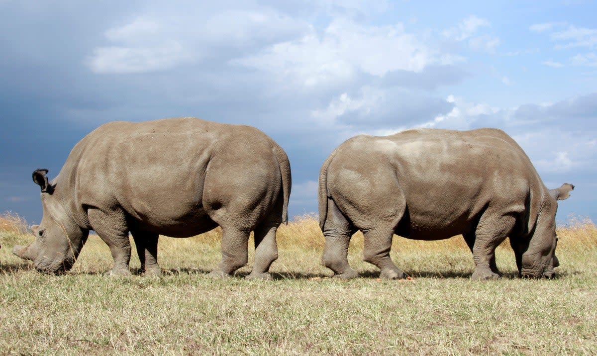 Najin and Fatu, the last surviving northern white rhinos (Will Whitford)