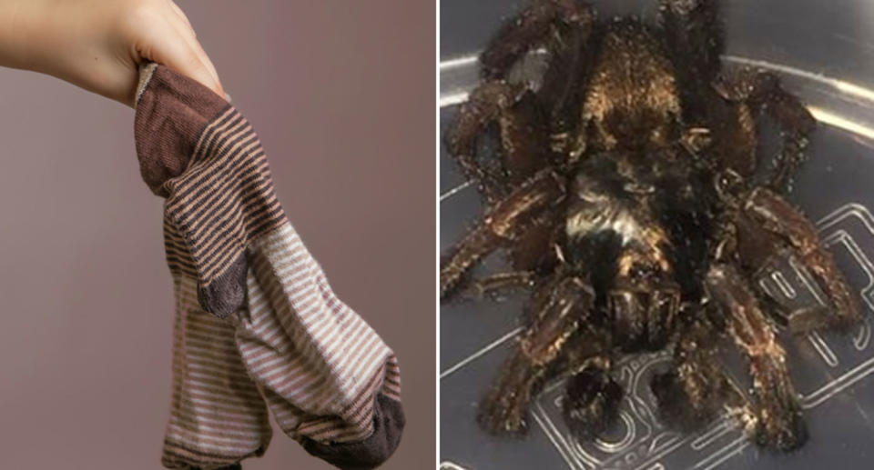 Rebekah Wilson, said her sister who lives in the Moss Vale in the NSW Southern Highlands, found the spider in her sock. Source: Getty Images (File pic) and Facebook/ Rebekah Wilson