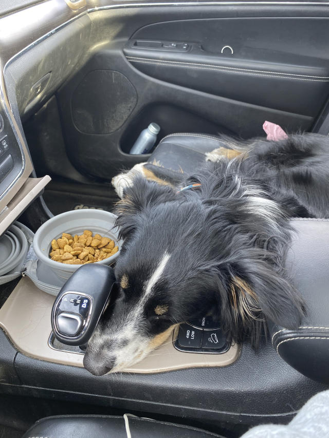 can dogs go on road trips