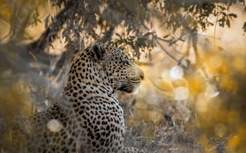 Leopard Yala National Park - Credit: istock