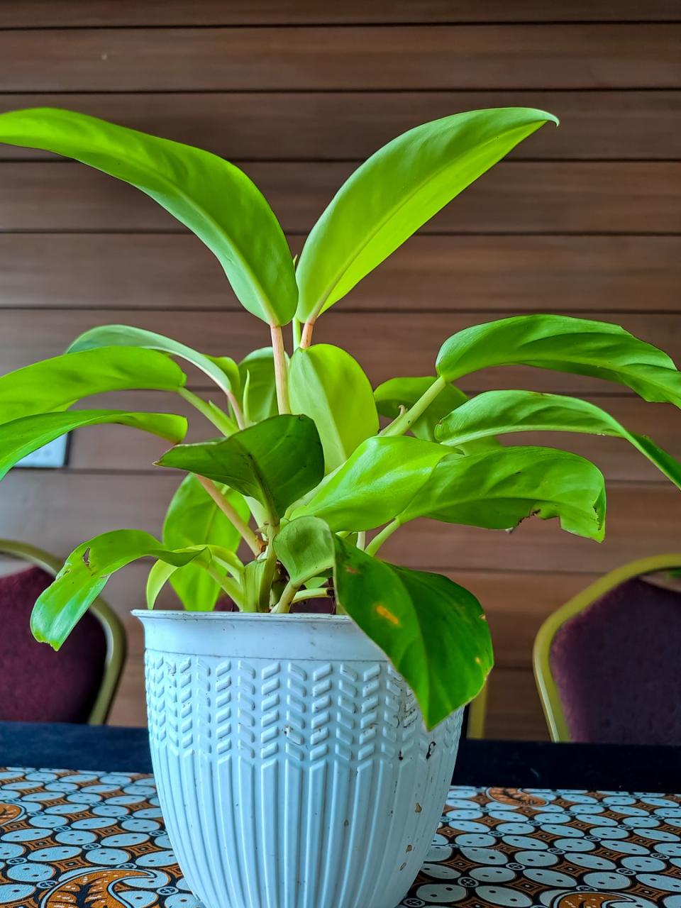 big leaf plants moonlight philodendron