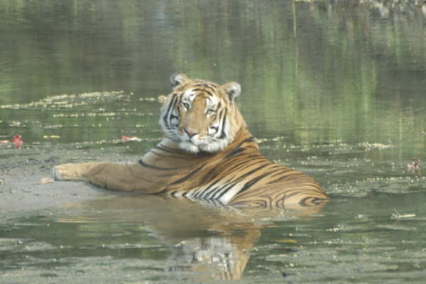 Conservation biologist Firoz Ahmed caught a tiger resting in the water in Kaziranga National Park in India.