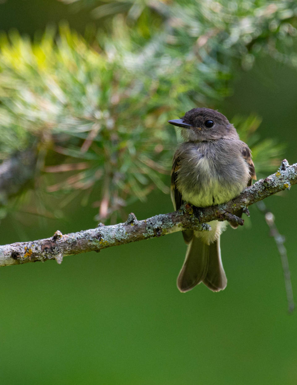 The birds and the breeze: Looking to birds to observe the weather