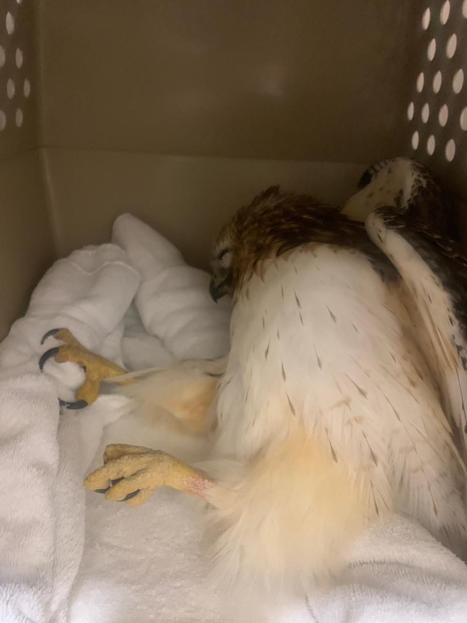 This red-tailed hawk is one of 13 positive cases of highly pathogenic avian influenza the Rocky Mountain Raptor Program has seen in the past month at its Fort Collins, Colo., facility.