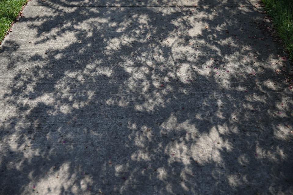 During the Great American Solar Eclipse on Monday, Aug. 21, 2017, the shadows made by tree leaves appeared as miniature crescents on this Monroe Street sidewalk in Tallahassee, Florida.