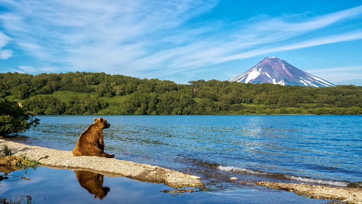 Bear sitting on the shore of Lake Kuril and looking at Ilyinsky Balkan