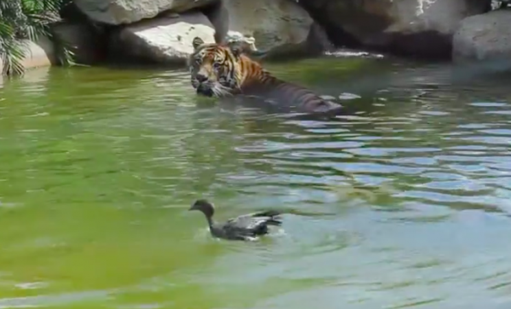 Cat and mouse: The tiger stalked the duck around the rock pool (Facebook/Symbio Wildlife Park)