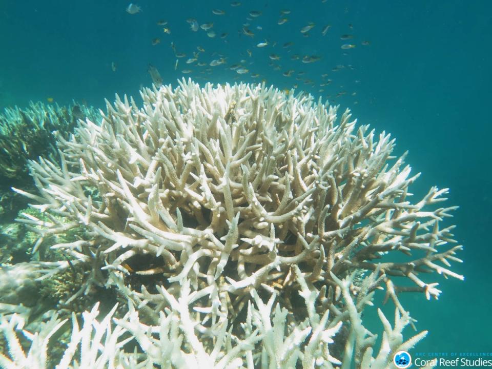 Great Barrier Reef Again Hit by Severe Coral Bleaching