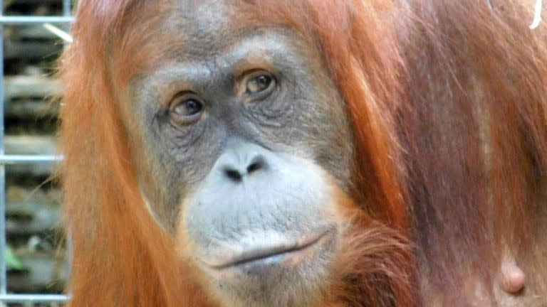 22-06-2021 Orangután de Sumatra POLITICA INVESTIGACIÓN Y TECNOLOGÍA UDE/KAI CASPAR