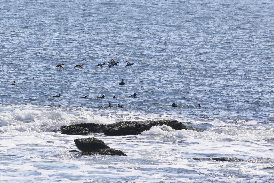 A flock of ducks lands in the water just off Sachuest Point National Wildlife Refuge in Middletown, a prime spot for birding at the shore.