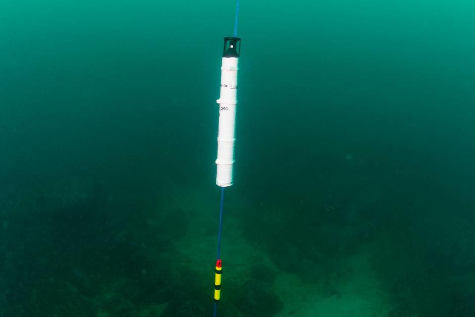 A sound recorder (top, white) and temperature sensor (bottom, yellow) after deployment in 20 meters of water off Point Estero on July 12, 2023. Robert Schwemmer/NOAA