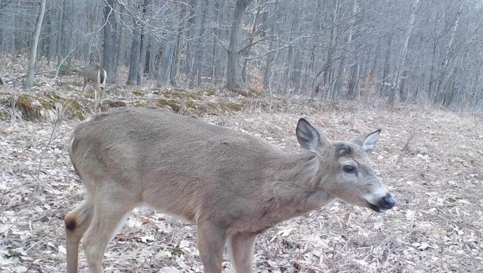 A shed buck, that is a buck that has dropped its antlers, shows very clearly the mark on its head where the antler attached, and the new one will grow.