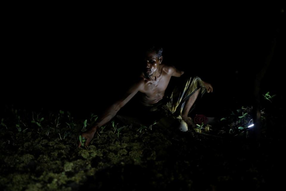 Mohammad Ibrahim, 48, plants gourd seedlings on his floating bed at his farm (Reuters)