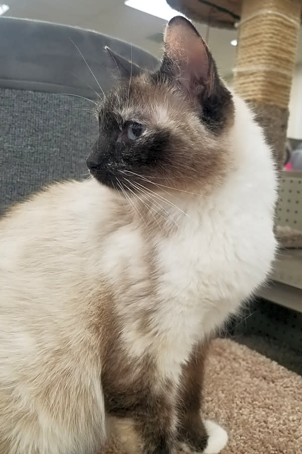 siamese calico mix cats