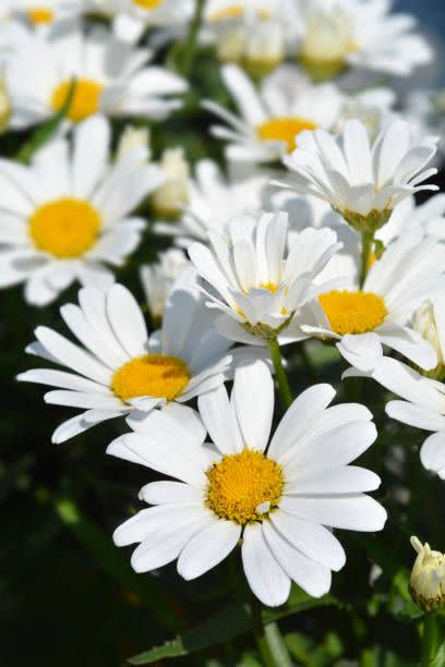 white flowers shasta daisy