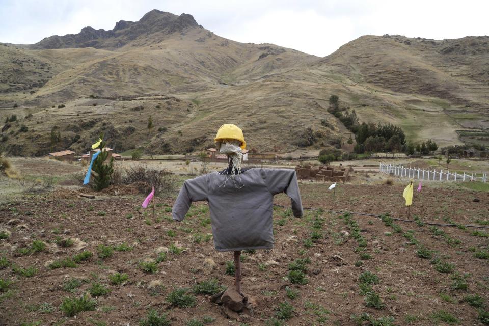 A scarecrow topped with a plastic helmet stands in a potato field to discourage birds in Pisac, southern rural Peru, Friday, Oct. 30, 2020. In May, a national survey by the Institute for Peruvian Studies found that of those living in rural areas, 59% admitted that between March and April they’d often gone hungry because they couldn’t afford three daily meals. (AP Photo/Martin Mejia)