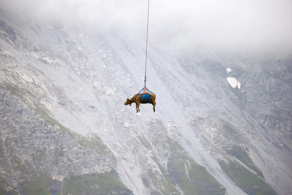 A cow is transported by a helicopter after its summer sojourn in the high Swiss Alpine meadows near the Klausenpass, Switzerland August 27, 2021.