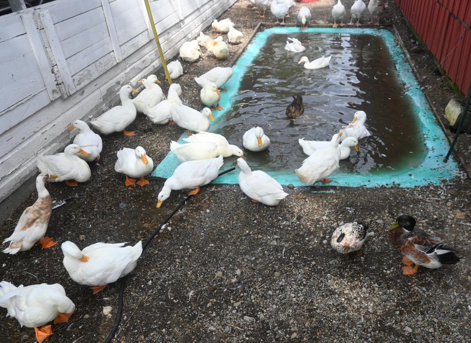 Show ducks in their own pond and pen outside the poultry barn at the fair.