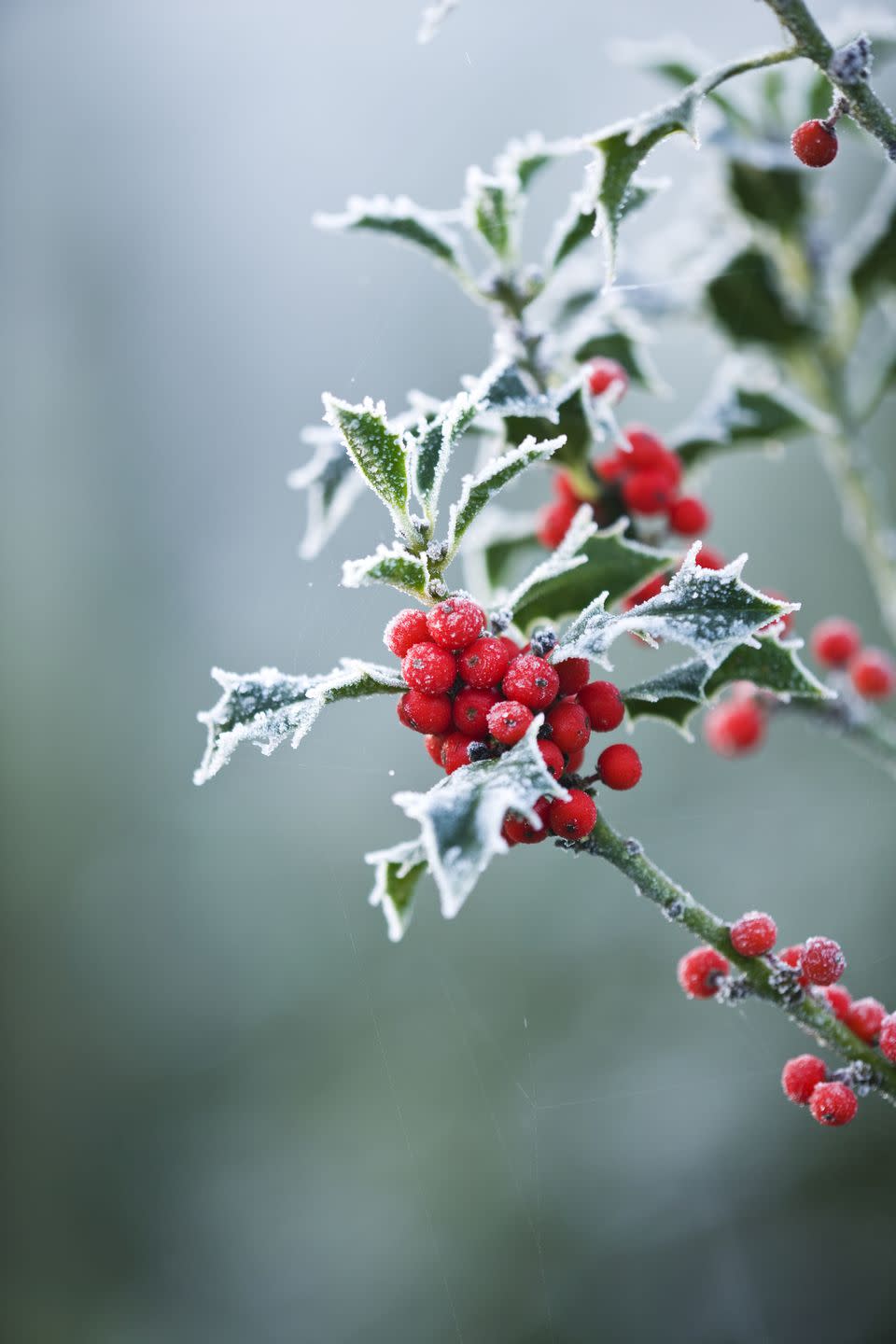 <p>Holly has a long history of use as a Christmas symbol, especially on Christmas cards and door wreaths. Despite its beautiful appearance, it is a toxic plant to keep away from dogs over the festive season. </p><p>The team say: "If the berries or spiked-edge leaves from a holly plant are ingested, this can result in irritation of the mouth, drooling, gastrointestinal upset (such as vomiting), and diarrhoea. It may also cause excessive head-shaking if consumed in large quantities."</p>